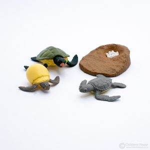 Life Cycle of a Turtle