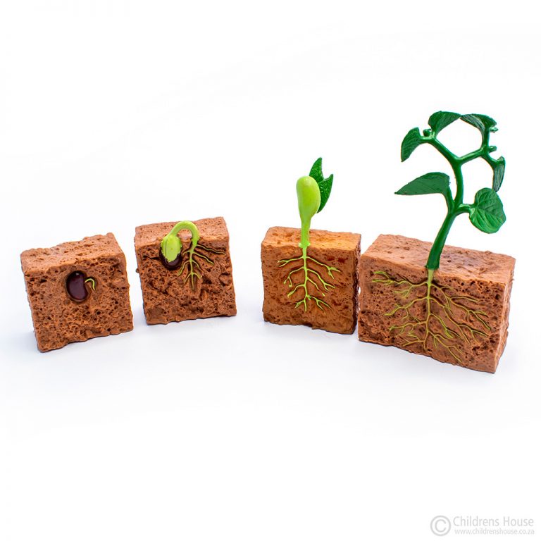 Life Cycle of a Green Bean Plant