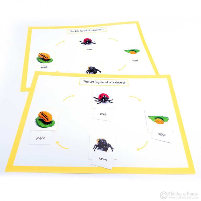 lady bird cycle for 10 year old