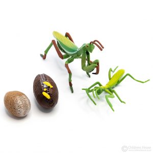 Life Cycle of a Praying Mantis Objects.