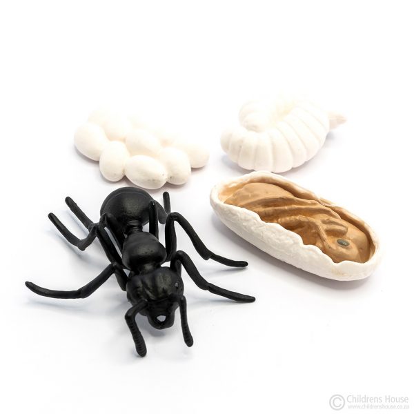 Childrens House sell 4 miniature objects that depict the Life Cycle of an Ant
