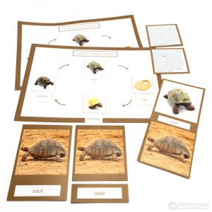 Life Cycle of a Tortoise Activity