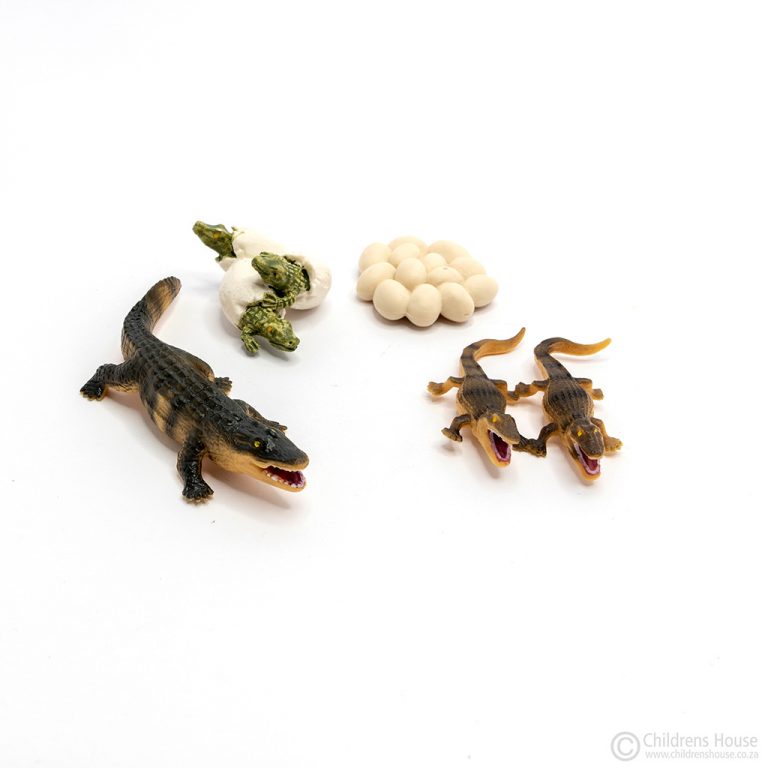 Childrens House sell 4 miniature objects that depict the Life Cycle of a Crocodile in its objects