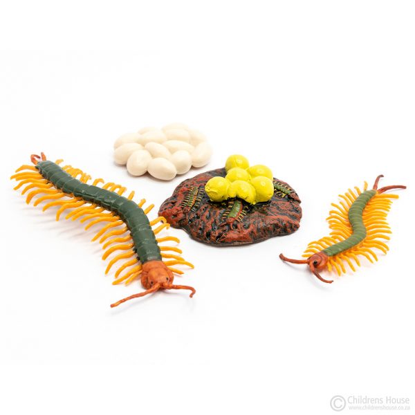 Life Cycle of Centipede Objects, consists of 4 plastic miniature objects each depicting a different stage in the life cycle of the centipede. Beautifully realistic and decorated, they are very life-like. Childrens House sells many of these different objects, depicting different life-cycles.
