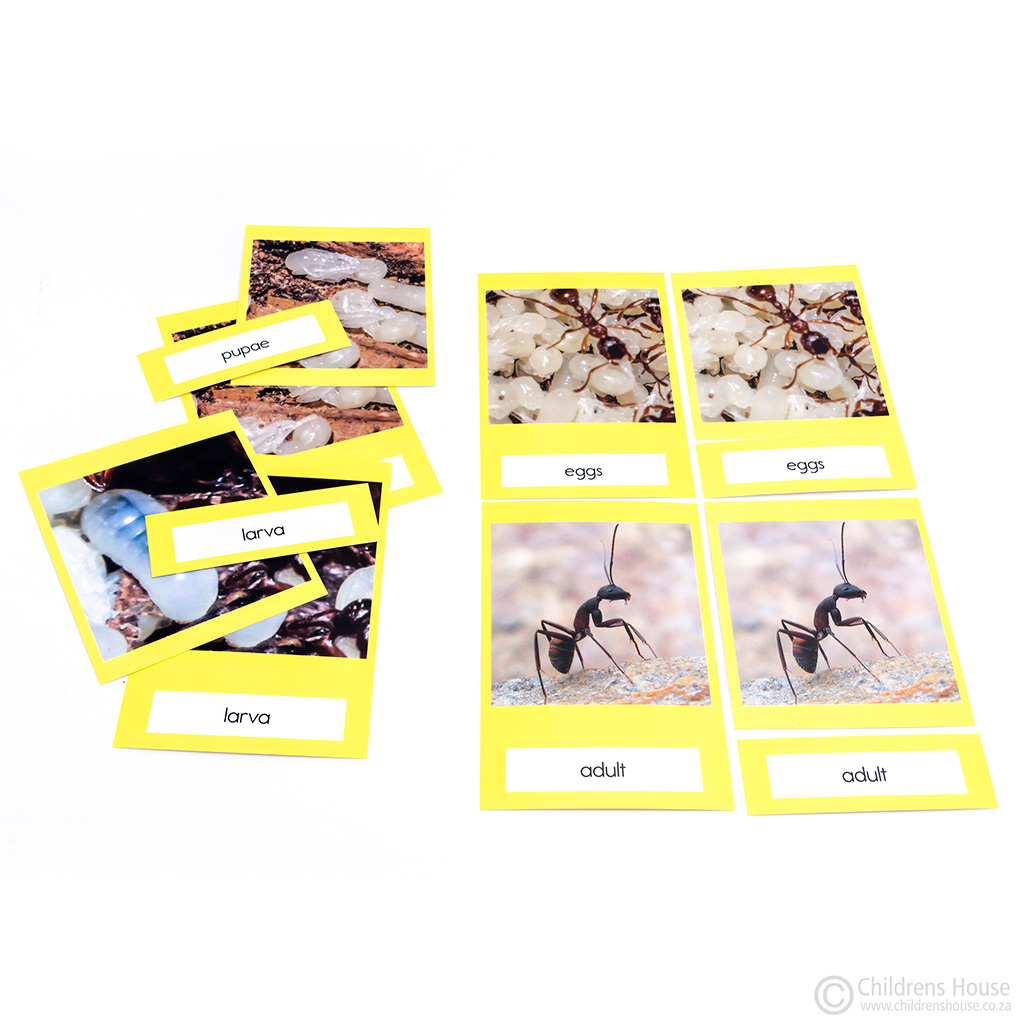 Life Cycle of an Ant Activity