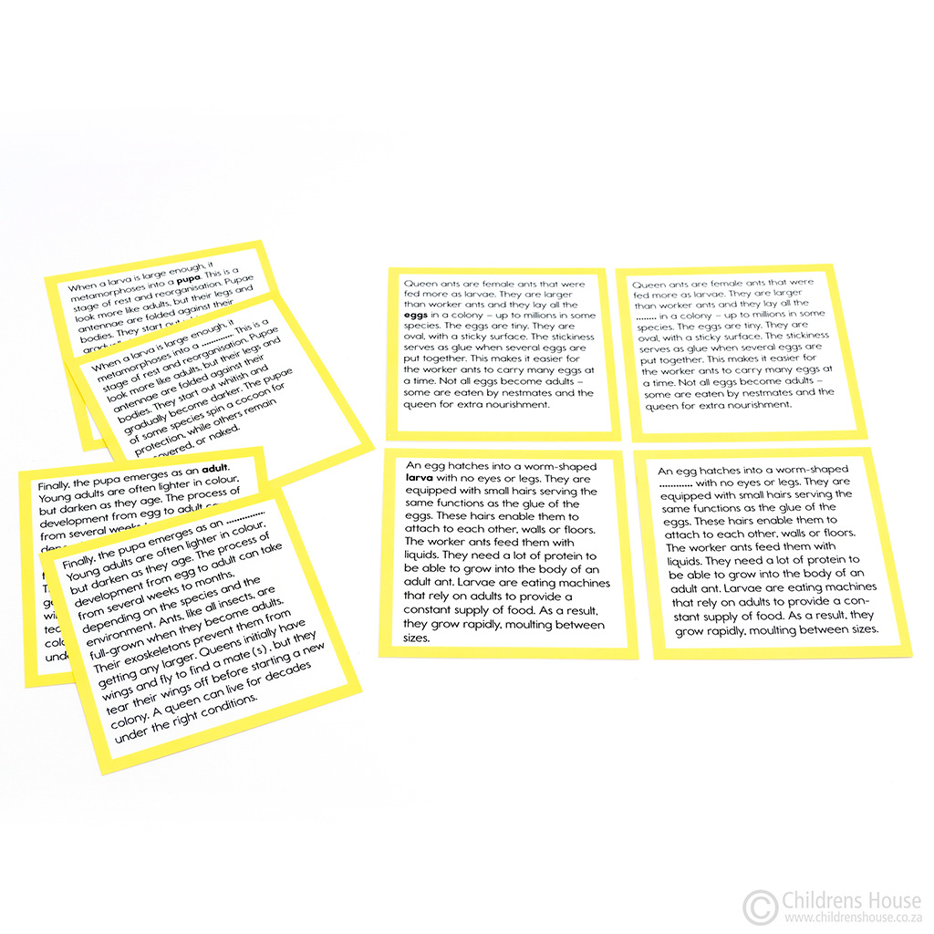 Life Cycle of an Ant Activity