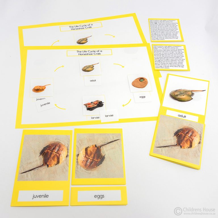 Life Cycle of a Horse Shoe Crab Activity