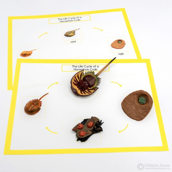 Life Cycle of a Horse Shoe Crab Activity