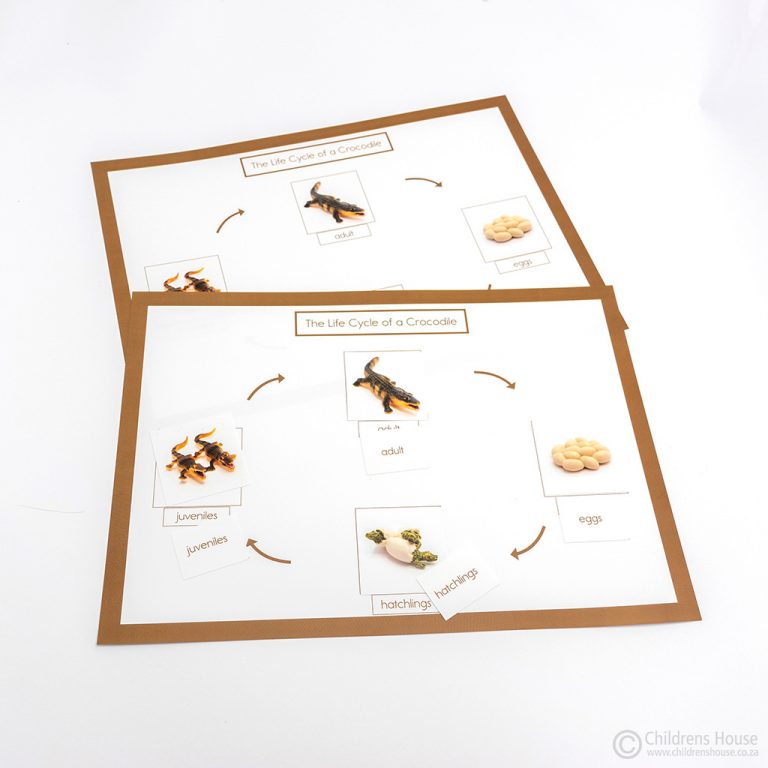 Life Cycle of a Crocodile Activity - Childrens House - ancient reptiles