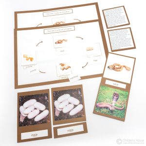 The full activity set that describe the 4 major Life Cycle of a Snake Activity - SKU CHD2446