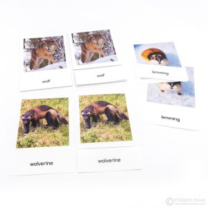 European Mammals - 3 Part Cards