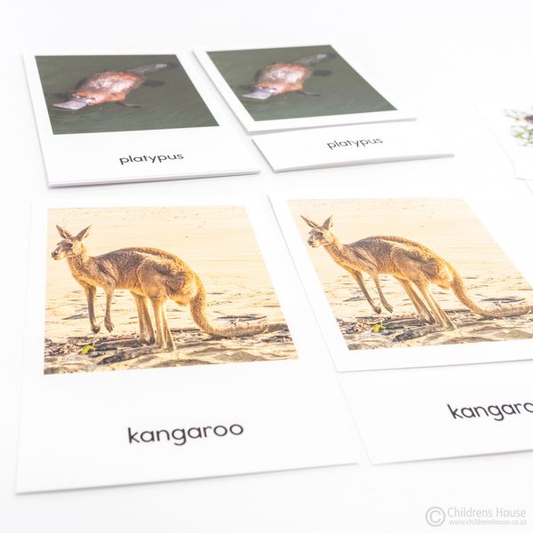 Oceania Mammals - 3 Part Cards