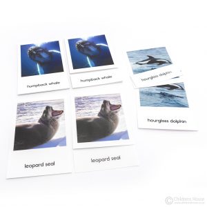 Antarctic Mammals - 3 Part Cards