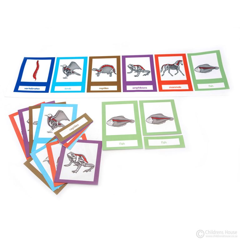 Parts of a Frog Activity Childrens House Montessori Materials they