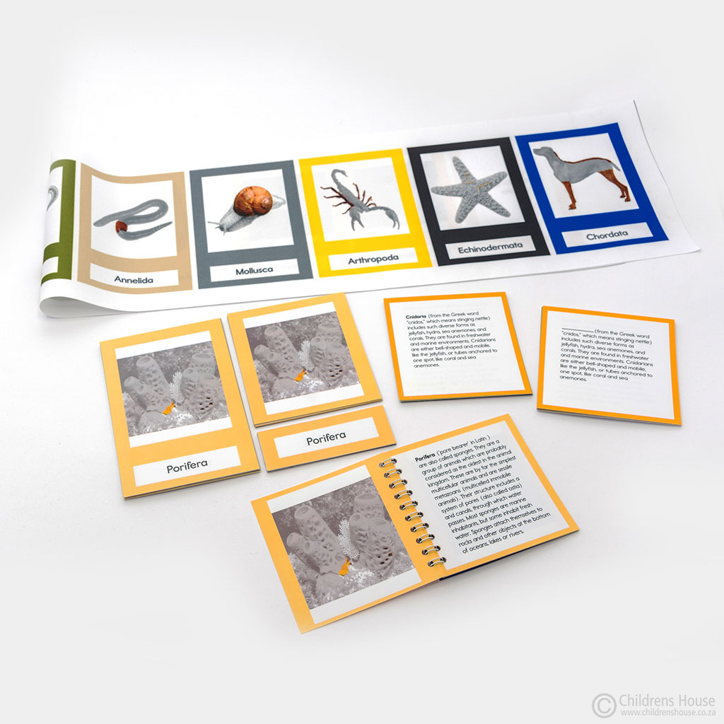 Animal Kingdom Phyla Activity - Childrens House Montessori Materials -  classification of animals