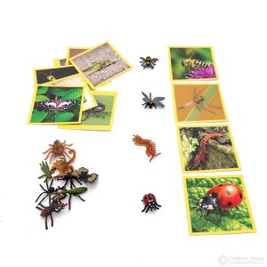 Insect Matching Activity