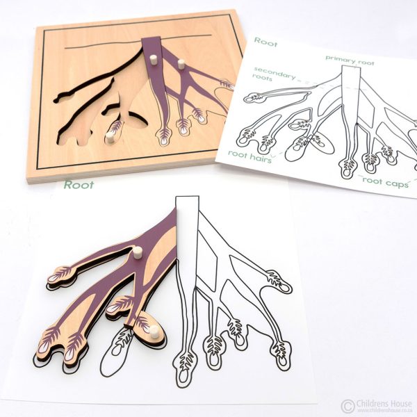 Root Puzzle Activity