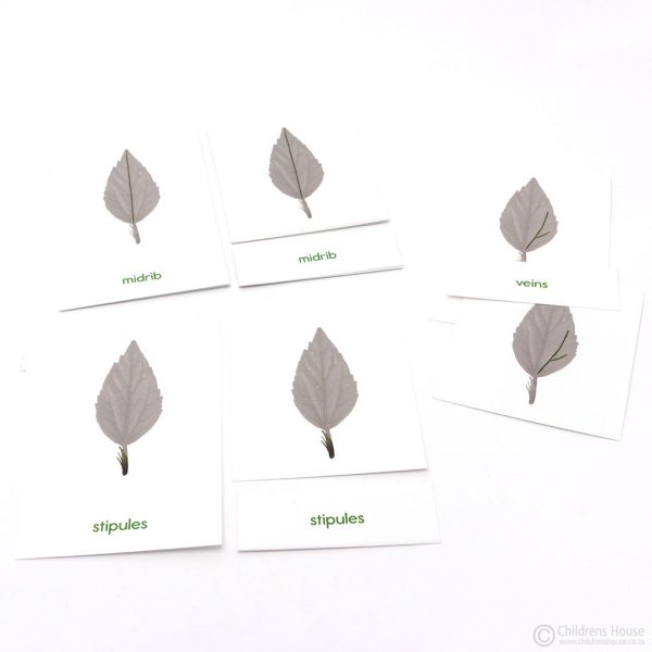 Parts of a Leaf Activity