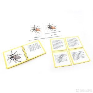 Parts of a Spider Activity