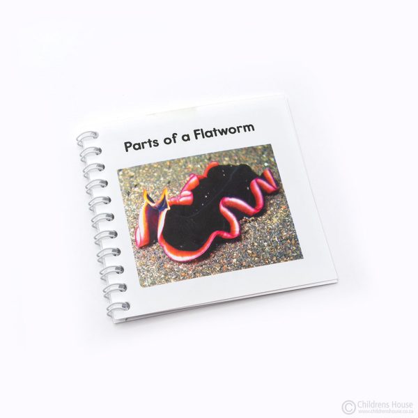 Parts of a Flatworm Activity