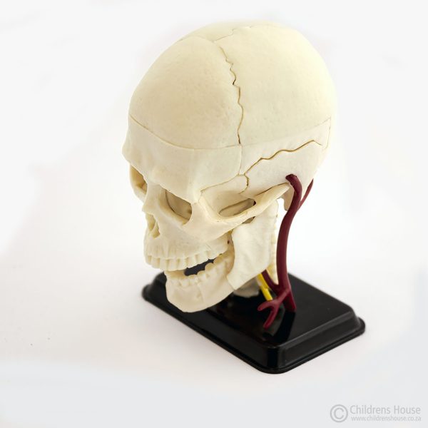 A Model of a Cranium Nerve Skull