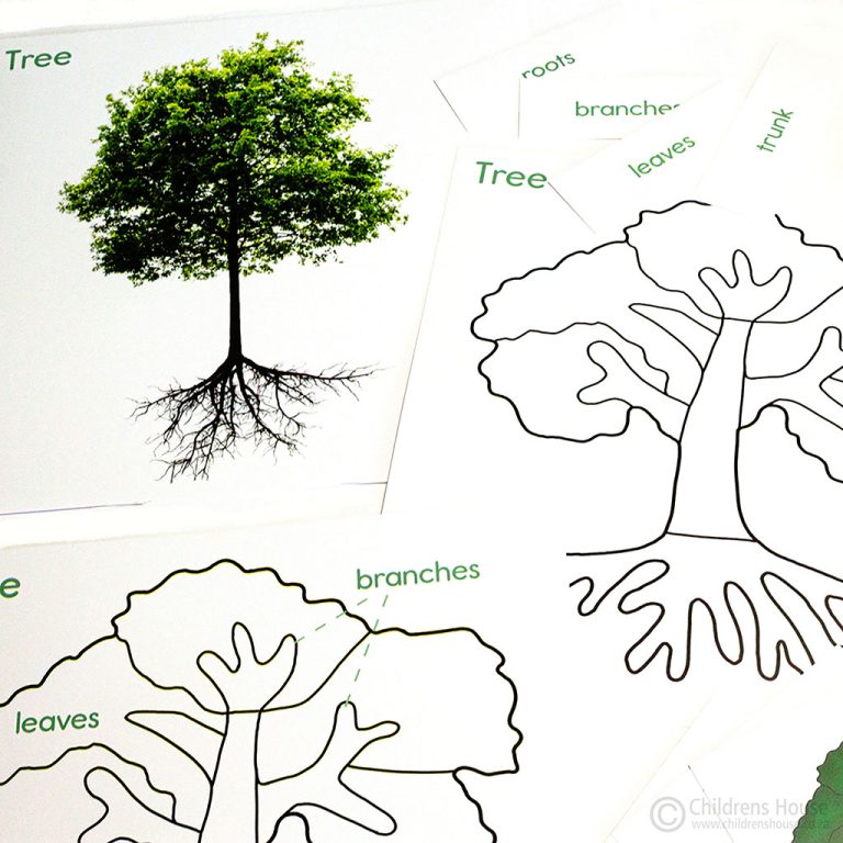 Early Botany Activity Bundle Childrens House Montessori Materials