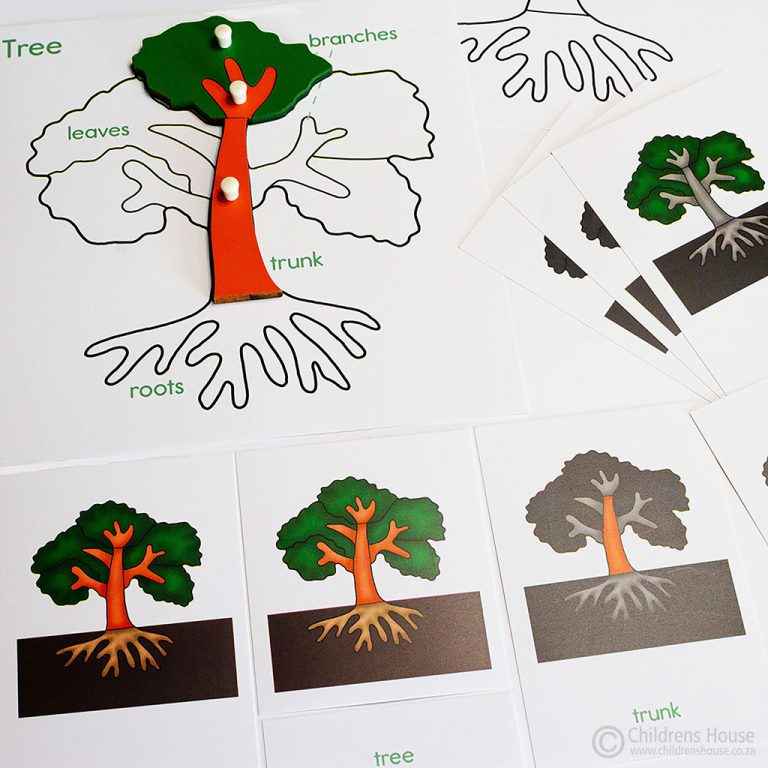 Early Botany Activity Bundle Childrens House Montessori Materials